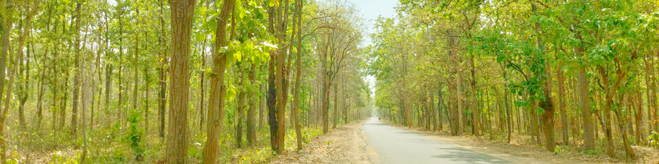 forest, road, nature, trip, wild, wild road, deep forest,