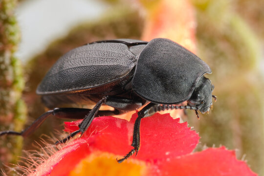 Insect beetle darkling