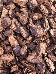 Tree bark