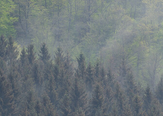 clouds of pollen blowing in a forest