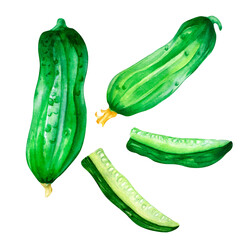 Set of sliced cucumber green vegetables watercolor illustration