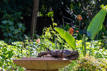 A birdbath in a domestic garden setting