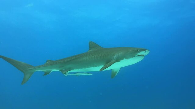 Underwater shot of tiger shark passing in blue ocean