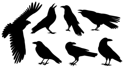 crows set silhouette, on white background, isolated, vector