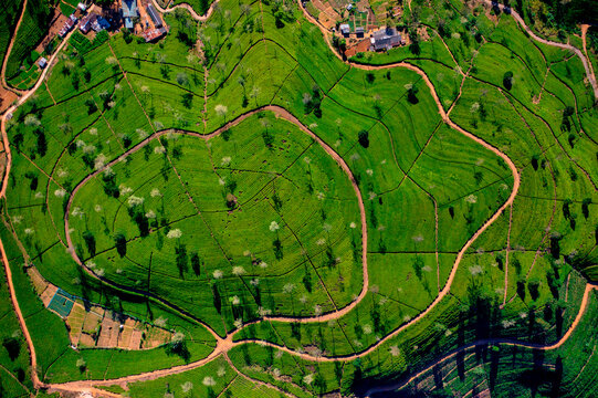 Aerial view of Ella Tea Garden, Nuwara Eliya, Sri Lanka.