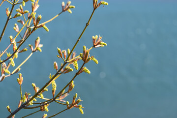 Fototapeta premium Big Leaf Maple in Oregon