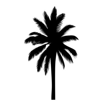 palm tree silhouette, on white background, isolated, vector