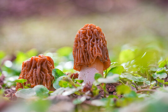 Early morel fungus (Verpa bohemica)