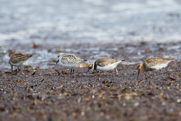Sandregenpfeifer, Sanderling und Alpenstrandläufer an der Ostsee	