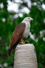 Red Hawk bird standing on top of tree stump.