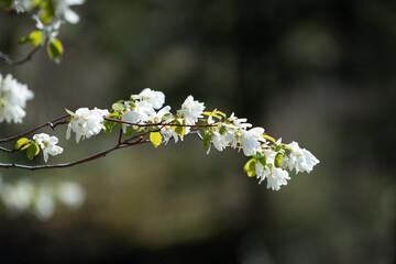 Obraz premium Service berry plant