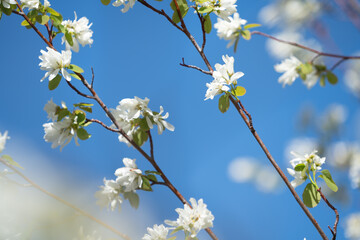 Service berry plant against blue sky