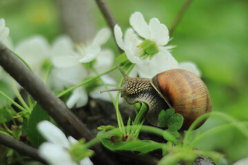 Snail in cherry plum flowers, spring flowering