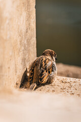 Oiseau