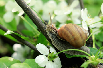 Snail in cherry plum flowers, spring flowering