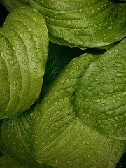 Green leaf with water drops