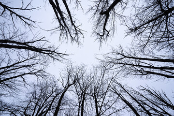 Nadir view of blue sky through oak tree branches - obrazy, fototapety, plakaty