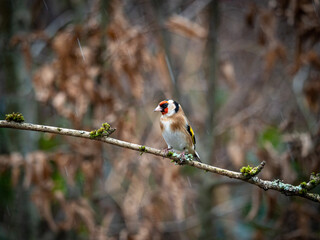 Goldfinch on a branch