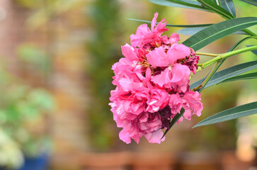 Rose Bay bloom in garden
