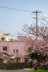 Fototapeta na wymiar Seogwipo-si Jeongbang-dong street at spring in Jeju island, Korea
