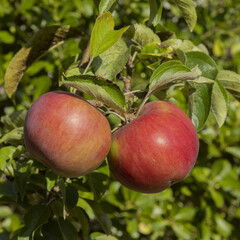Pommes rouges dans l'arbre