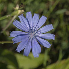 Fleur de Cichorium endivia