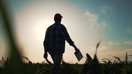 Agriculture. Plantation of green corn. Harvest of agricultural produce. Farmer with a tablet in corn field. Farmer at sunset in field. Rural business Agriculture concept. harvesting on farm in autumn