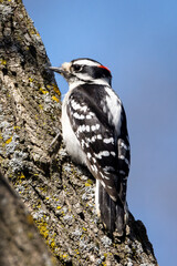 Male downy woodpecker looking for food on an early spring morning