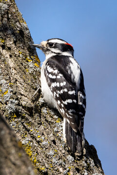 Male downy woodpecker looking for food on an early spring morning