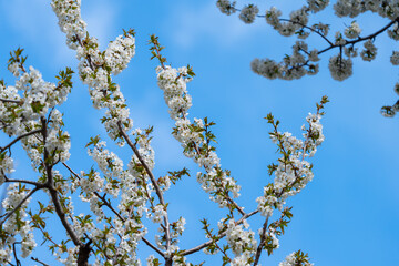 Flowering apple trees in an orchard with blue skies
