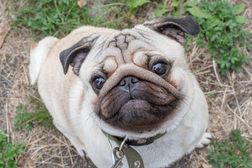 Obraz premium beautiful young beige pug walks and looks up, close-up