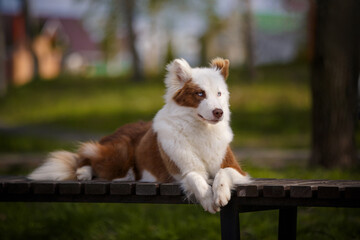 Red white laika dog outdoors.