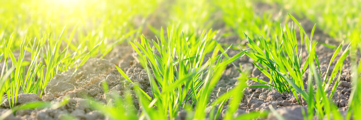 Green young sprouts of wheat in soil at spring or summer sunrise, background for agriculture banner. Bright panoramic backdrop for eco farming.