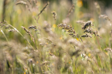 Grasses in evening light