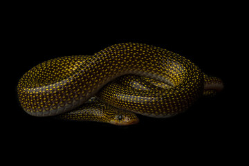 Portrait of a twin-spotted wolf snake against a black backdrop