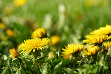 Dandelion flowers growing in grass