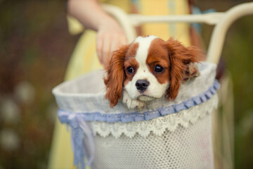 cute cavalier king charles spaniel puppy sitting in a beautiful bike basket