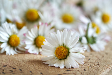 Fresh common daisy flowers, closeup