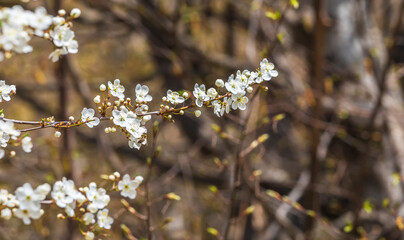 Blossoming of an apple-tree in the spring.Beautiful background