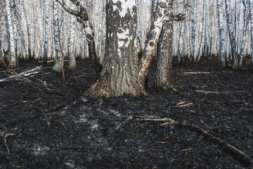 Birch grove after the fire. Surviving trees. Ecology concept