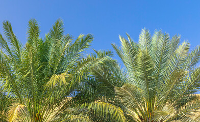 Beautiful branches of palm trees against the blue sky