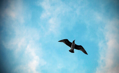 A seagull, typical bird of the coast