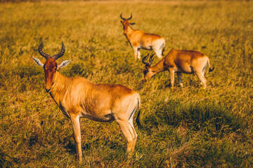 Fototapeta premium Animaux d'Afrique
