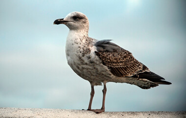 A seagull, typical bird of the coast