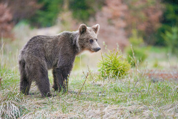 Brown bear (ursus arctos) on the forest in slovak wilderness .