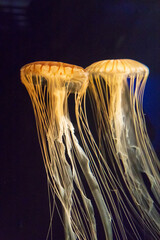 京都水族館のクラゲ水槽