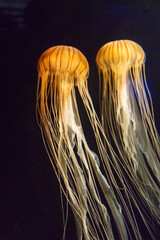京都水族館のクラゲ水槽