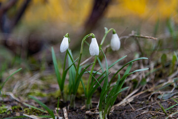 Side view of few snowdrop (Galanthus nivalis) flowers growing on the ground in spring forest. Selective focus. Beauty in nature theme.