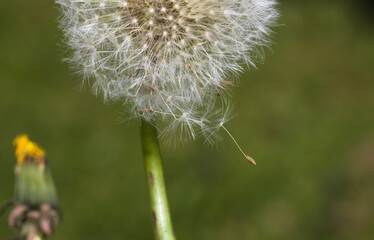 Closeup macro image of dandelion seed head with one of the seeds barely hanging on in the wind on a sunny day in the springtime. The background on the image is green and out of focus.