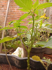 ciplukan plants, herbal plants grow wild in the rice fields